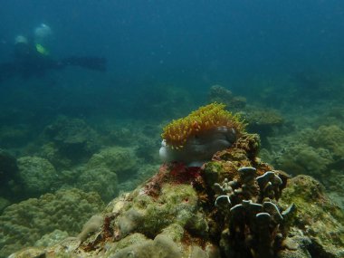Malezya 'nın Lang Tengah Adası' ndaki mercan kayalıklarında mercan bulundu. Yüksek kalite fotoğraf