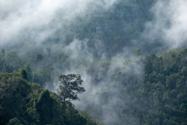 Eski usul ormanlı puslu bir arazi.