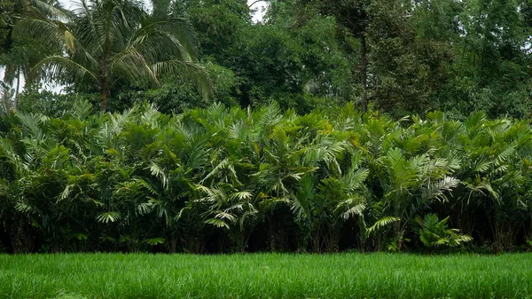 Salak Cobra Plantação Árvores Fruto Pele — Fotografia de Stock