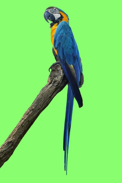 蓝色和金色的鹦鹉鸟 在绿色背景下被隔离 — 图库照片