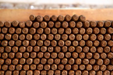 Elle sarılmış puro yığını. Yakın çekim.