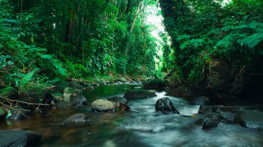 Yağmur ormanlarının çağlayanı. güzel Endonezya tropikal manzarası