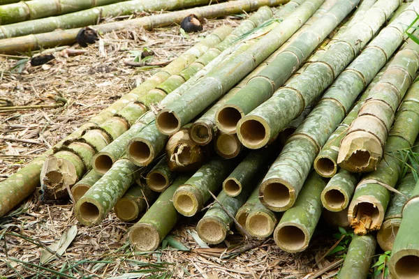 Tumpukan Potongan Bambu Untuk Bahan Konstruksi — Stok Foto