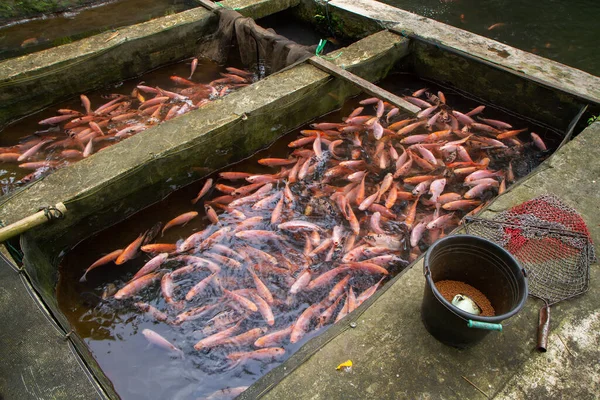 イカやティラピアの養殖池 — ストック写真