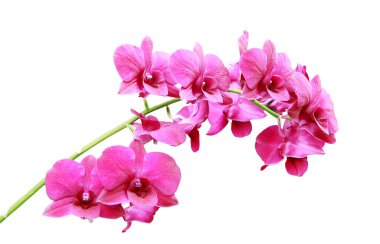 Beyaz arkaplanda izole edilmiş Cooktown orkide çiçeği