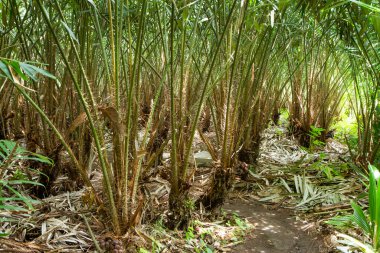 Aptal ya da yılan derisi meyve ağacı çiftliği