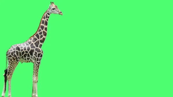 Baby Giraffe Standing Isolated Green Background Copy Space — Stock Photo, Image