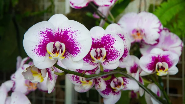 Bella Orchidea Phalaenopsis Multicolore Fiori Fiori Colorati Del Orchid Una — Foto Stock