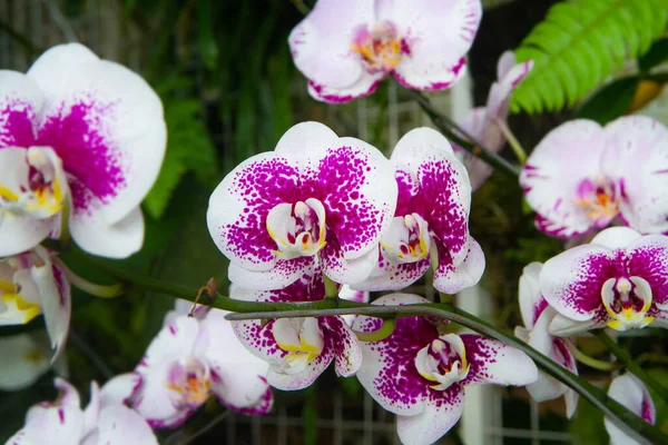 Beautiful Multicolored Phalaenopsis Orchid Flowers Colorful Orchid Flowers Flower Show — Stock Photo, Image
