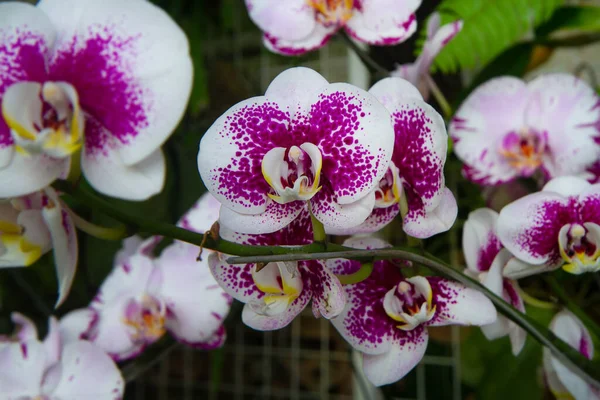 Vacker Flerfärgad Falaenopsis Orkidé Blommor Färgglada Orkidéblommor Blomsterutställning — Stockfoto