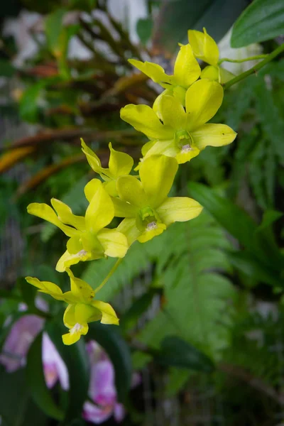 Gelbe Cymbidium Orchideenblüten Elegante Orchideen — Stockfoto