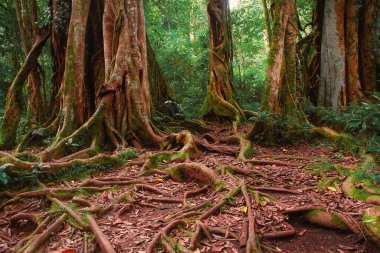 Bali Botanik Bahçesi 'ndeki dev ağaç. Ürkütücü eski dev ağaç arka planı. Yüzeyin üstünde büyük kökler