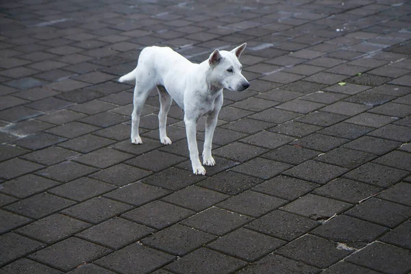street dog. Stray Dogs Standing On Wet Street