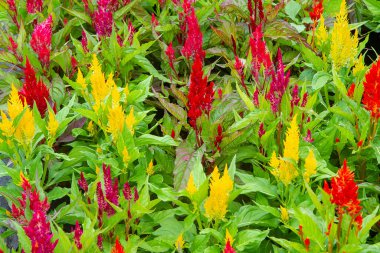 Bahçedeki renkli çelenk çiçeği. Güzel çiçek arkaplanı.