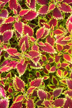 Renkli yaprak deseni Plectranthus scutellarioides, coleus veya Miyana yaprakları veya Coleus Scutellaricides, Lamiaceae familyasından bir bitki türü.