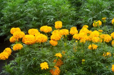 Bahçede çiçek açan güzel Marigold Çiçeği