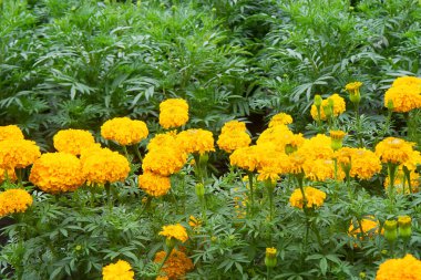 Bahçede çiçek açan güzel Marigold Çiçeği