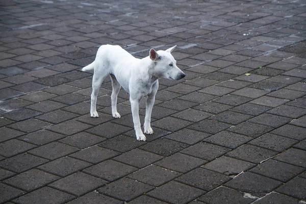 street dog. Stray Dogs Standing On Wet Street