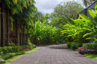 Trees and walkway in the park at morning. Green garden with jogging track at the park