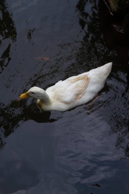 Beyaz kaz bembeyaz duruyor