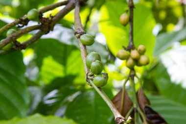 Beyaz kaz bembeyaz duruyor