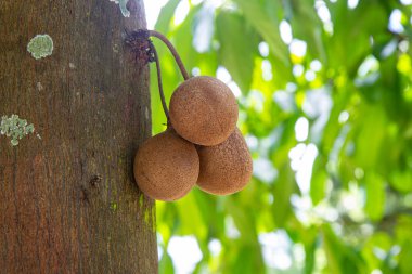 Beyaz kaz bembeyaz duruyor