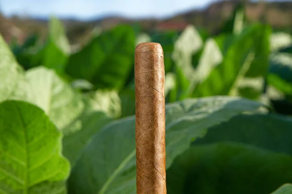 Man Hand Holding Cigar Tobacco Farm Field Background — Stock Photo, Image