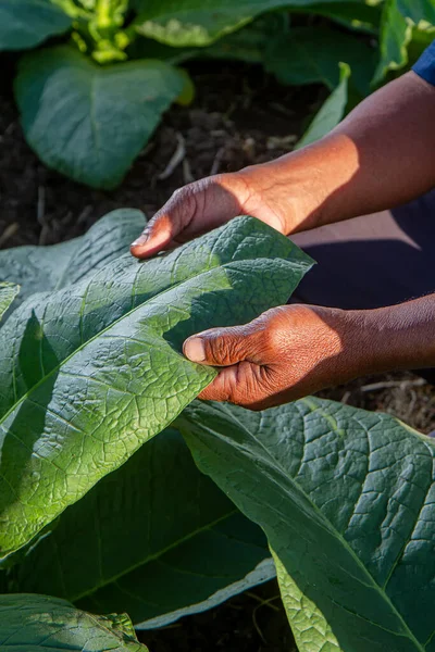 Farmer\'s hand holds tobacco leaves. Farmer Inspecting Tobacco Plant Leaves. Man hands touching tobacco leaf in tobacco farm to check quality and size before harvesting