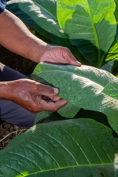 Farmer's hand holds tobacco leaves. Farmer Inspecting Tobacco Plant Leaves. Man hands touching tobacco leaf in tobacco farm to check quality and size before harvesting