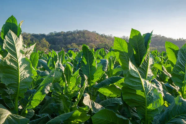 Tabaksblad Tabaksboom Tabakskwekerij Groene Tabaksplant Het Landbouwveld Grootbladige Tabaksteelt Het — Stockfoto