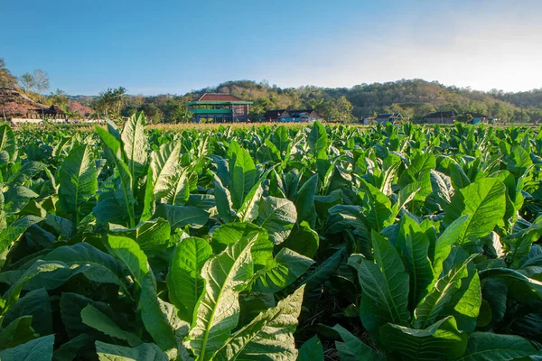 Tobacco leaf and tobacco tree in tobacco farm. Green tobacco plant growing at farm field. Tobacco big leaf crops growing in tobacco plantation field