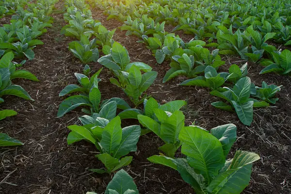Tobacco leaf and tobacco tree in tobacco farm. Green tobacco plant growing at farm field. Tobacco big leaf crops growing in tobacco plantation field