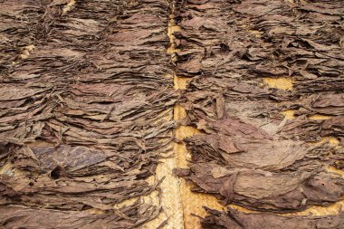 Tütün yaprakları güneşte kurumuş.