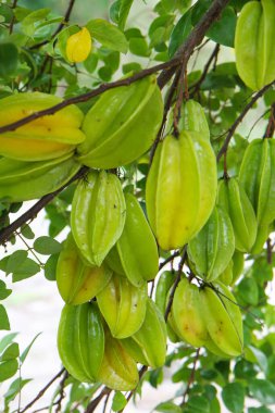 Ağaçta asılı yıldız meyvesi (carambola). Yıldız meyveli karambola ya da ağaç dalındaki yıldız elması