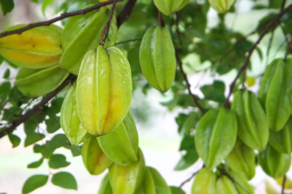 Star fruit ( carambola ) hanging on a tree. Star fruit carambola or star apple on tree branch