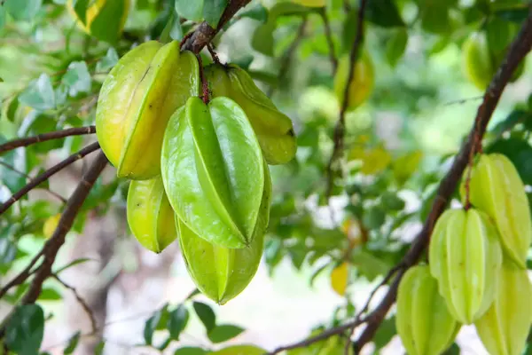Star fruit ( carambola ) hanging on a tree. Star fruit carambola or star apple on tree branch