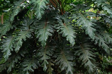 Vahşi doğada yetişen fildişi bitkisinin yeşil yaprakları, tropikal orman bitkisi, koyu arka planda soyut asmalar..