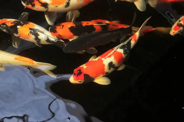 Golden carps and koi fishes in the pond. Colorful fancy carp fish, koi fish