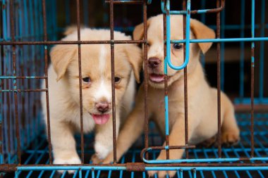 Hayvan pazarında kafeste yavru köpekler.