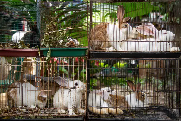 Rabbit in a cage at animal market