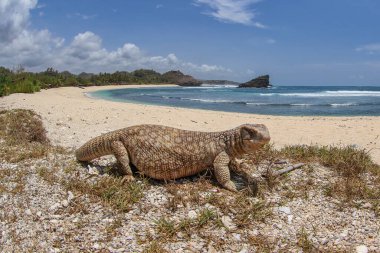 Savannah gözlemcisi kertenkele tropik sahilde geziniyor.
