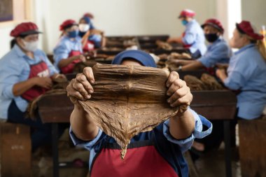 Kadın puro yapmadan önce mayalanmış tütün yaprakları tutuyor. 