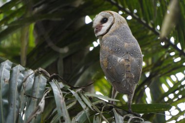 (Tyto alba sabah Hindistan cevizi ağacı dalına tünemiş ahır baykuşu))