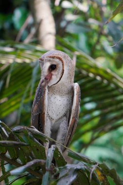 (Tyto alba sabah Hindistan cevizi ağacı dalına tünemiş ahır baykuşu))