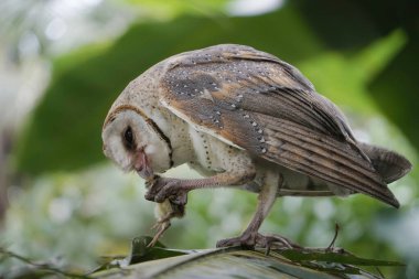 Ahır baykuşu (Tyto alba) avını doğal ortamında yer.
