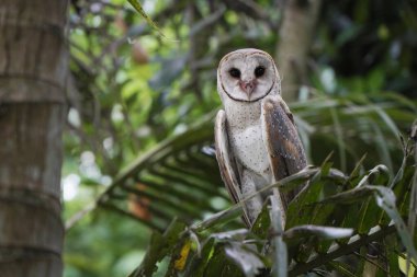 (Tyto alba sabah Hindistan cevizi ağacı dalına tünemiş ahır baykuşu))