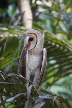 (Tyto alba sabah Hindistan cevizi ağacı dalına tünemiş ahır baykuşu))