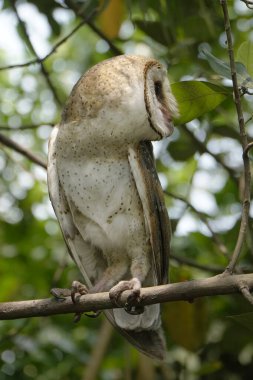  Gün boyunca ağaç dalına tüneyen Baykuş (Tyto alba) 