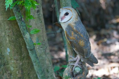 Ormandaki ağaçta tünemiş olan Baykuş (Tyto alba) 