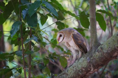 Şafakta ormandaki ağaç gövdesine tünemiş ahır baykuşu (Tyto alba) 